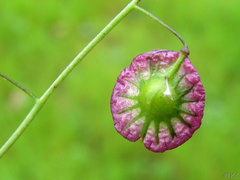 Thysanocarpus radians