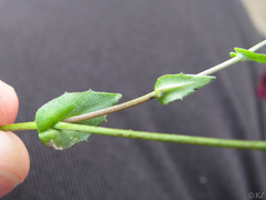 Thysanocarpus radians