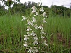 Habenaria halata