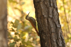 Lepidocolaptes leucogaster