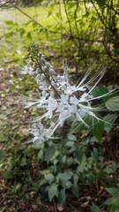 Orthosiphon aristatus