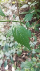 Orthosiphon aristatus