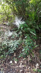 Orthosiphon aristatus