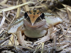 Rocket Frog photo 2