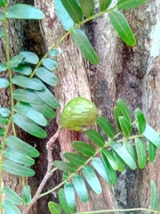 Cordyla madagascariensis image