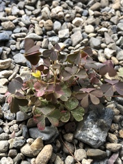 Oxalis corniculata