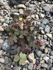 Oxalis corniculata