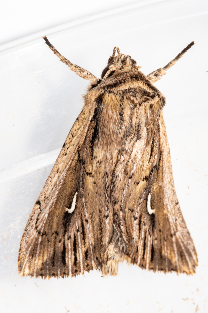Mythimna corax