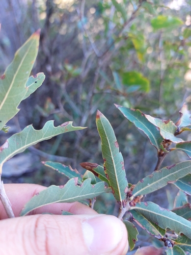 Quercus saltillensis