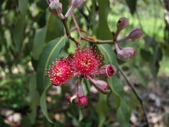 Corymbia ptychocarpa