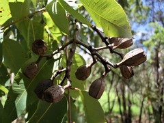 Corymbia ptychocarpa