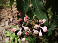 Corymbia ptychocarpa
