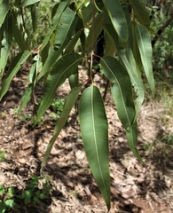 Corymbia ptychocarpa