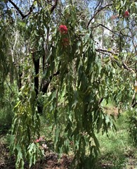 Corymbia ptychocarpa