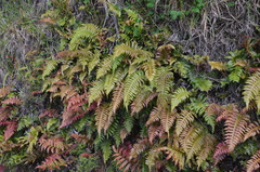 Cranfillia vulcanica