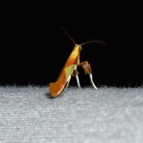 Caloptilia packardella photo 4