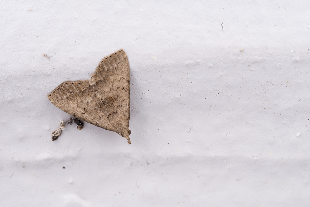 Herminia terminalis