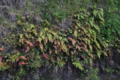 Cranfillia vulcanica