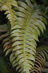 Cranfillia vulcanica