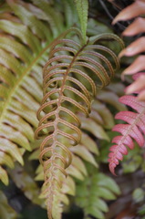 Cranfillia vulcanica