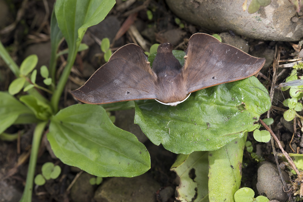 Smerkata fusca