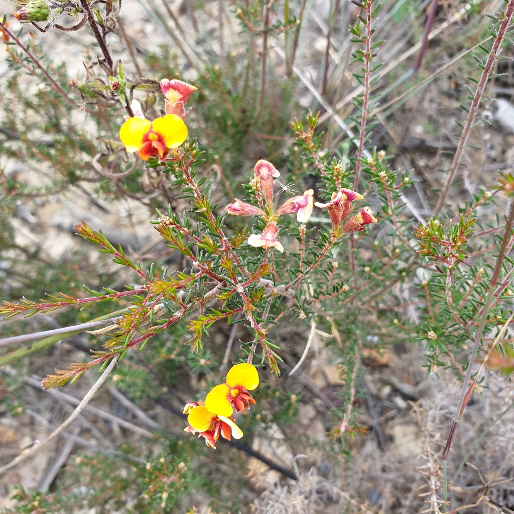 Small Leaf Parrot Pea In April By Shelomi Doyle Inaturalist