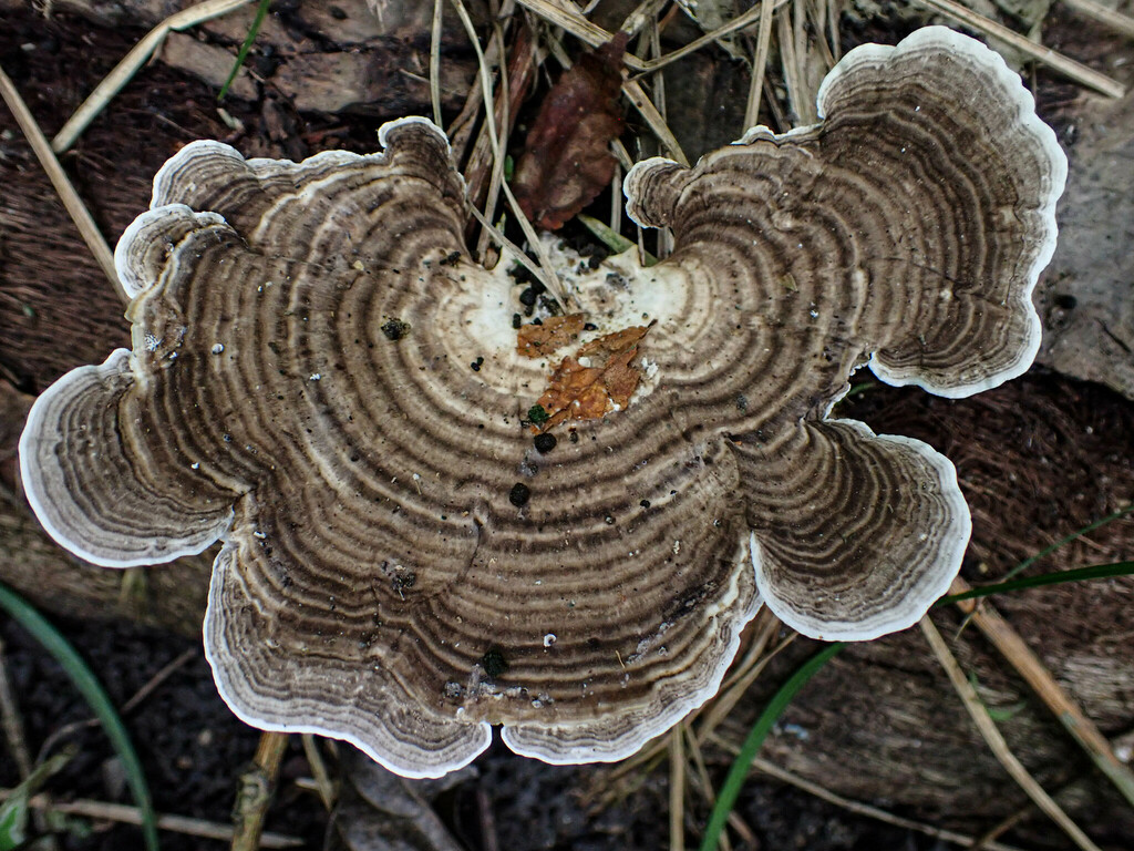 Trametes menziesii · December 2023 · photo: © madily (iNaturalist, cc-by)