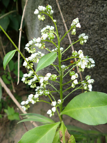 Xiphidium caeruleum