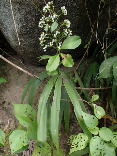 Xiphidium caeruleum