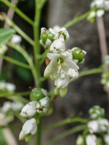 Xiphidium caeruleum