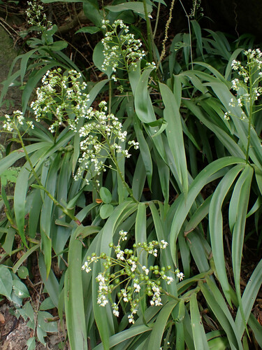 Xiphidium caeruleum