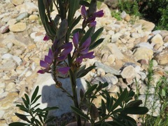 Indigofera cytisoides