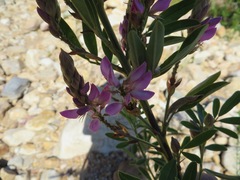 Indigofera cytisoides