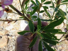 Indigofera cytisoides