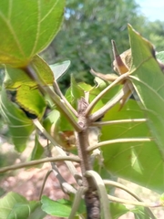 Eriolaena poissonii image