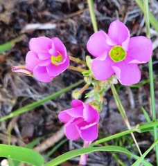 Oxalis bifida