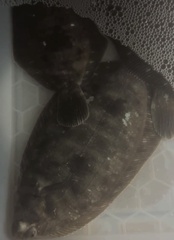 Slime Flounder photo 3