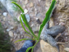 Euphorbia silenifolia