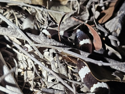 Eastern Bandy Bandy sighting