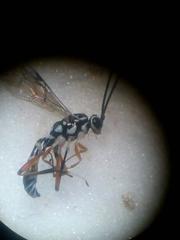 Glabridorsum stokesii