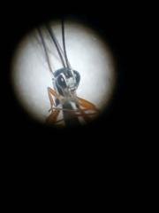 Glabridorsum stokesii