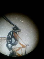 Glabridorsum stokesii