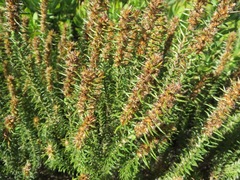 Myrovernix glandulosus