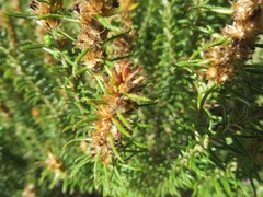 Myrovernix glandulosus