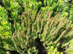 Myrovernix glandulosus
