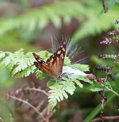 Heteronympha banksii