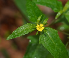 Sigesbeckia orientalis