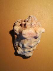 Thetystrombus latus