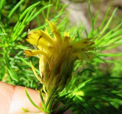 Pteronia aspera