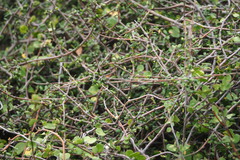 Muehlenbeckia complexa complexa